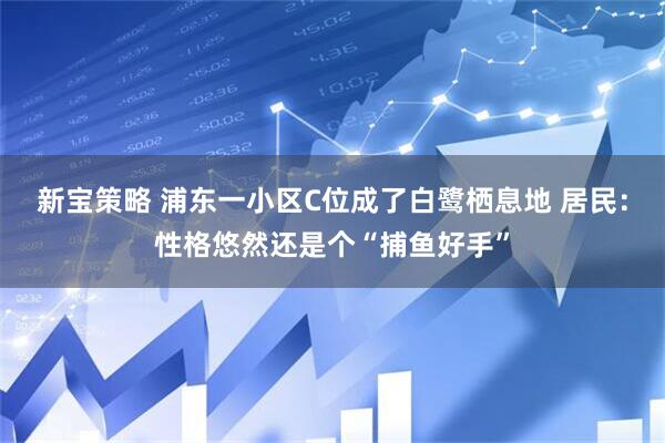 新宝策略 浦东一小区C位成了白鹭栖息地 居民：性格悠然还是个“捕鱼好手”